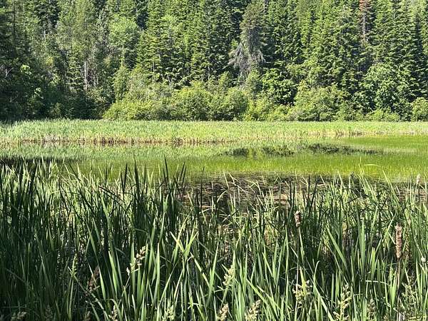 71.3 Acres of Land for Sale in Newport, Washington