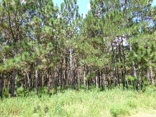 84 Acres of Recreational Land for Sale in Camilla, Georgia