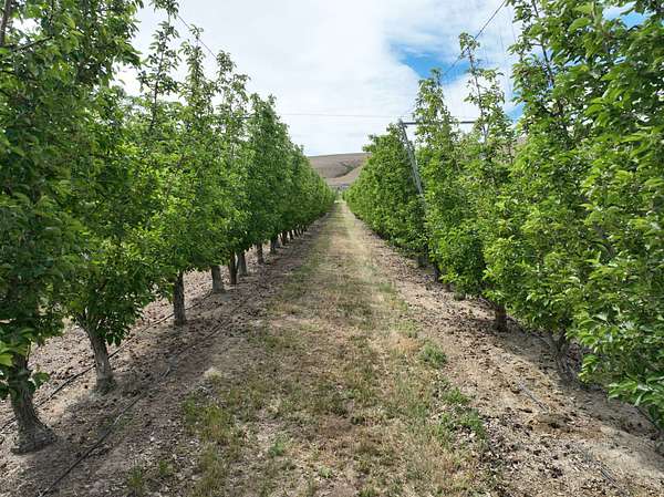 138 Acres of Recreational Land for Sale in Moxee City, Washington