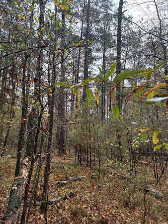 36 Acres of Recreational & Residential Land for Sale in Camden, Arkansas