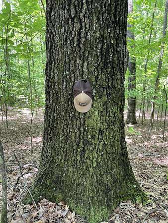 140 Acres of Recreational Land for Sale in Greenwood Springs, Mississippi