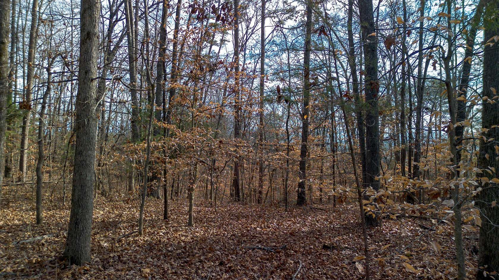 5 Acres of Land for Sale in Dandridge, Tennessee