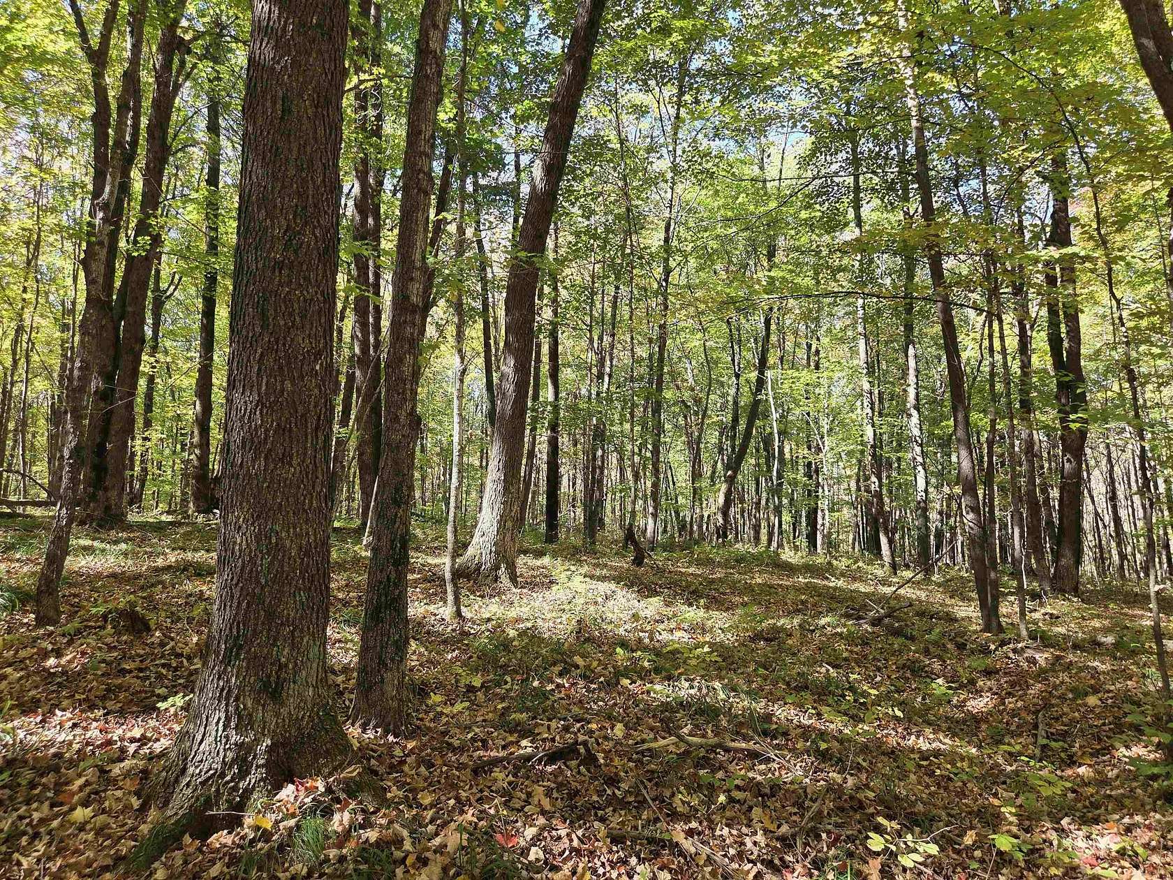 5 Acres of Recreational Land for Sale in Kennan, Wisconsin
