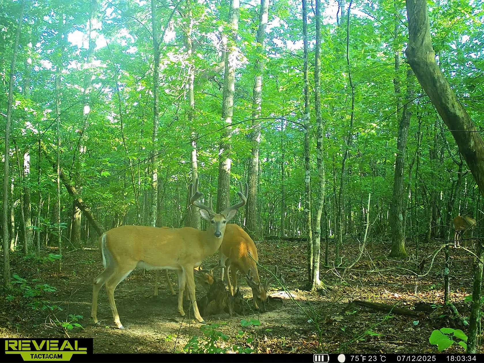 51 Acres of Recreational Land for Sale in Tracy City, Tennessee