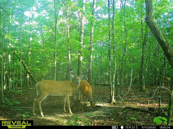 51 Acres of Recreational Land for Sale in Tracy City, Tennessee