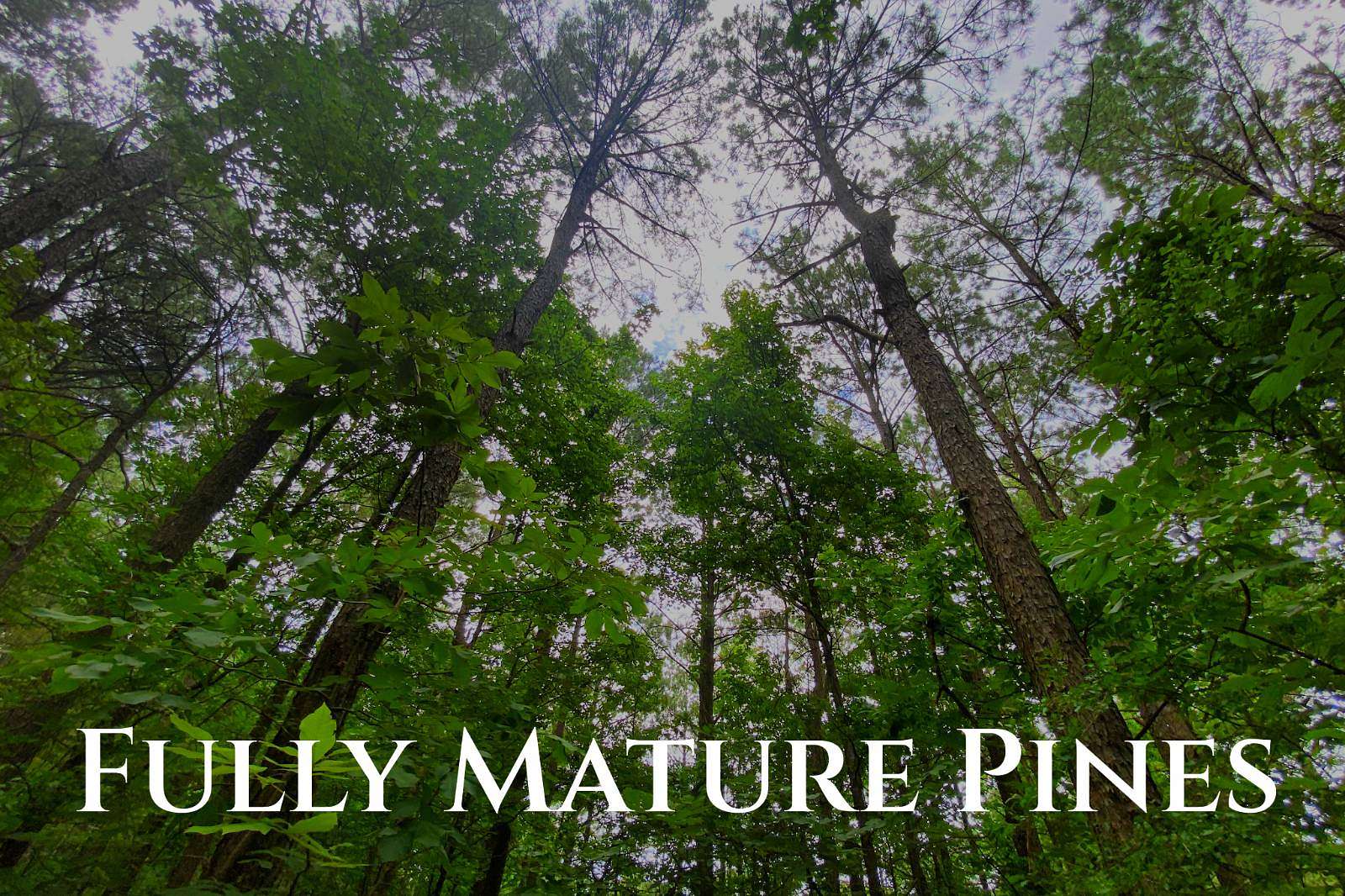 5 Acres of Recreational Land for Sale in Broken Bow, Oklahoma