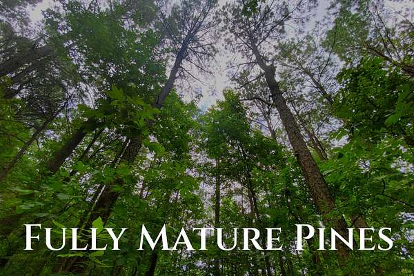 5 Acres of Recreational Land for Sale in Broken Bow, Oklahoma