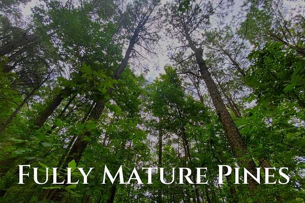 5 Acres of Recreational Land for Sale in Broken Bow, Oklahoma