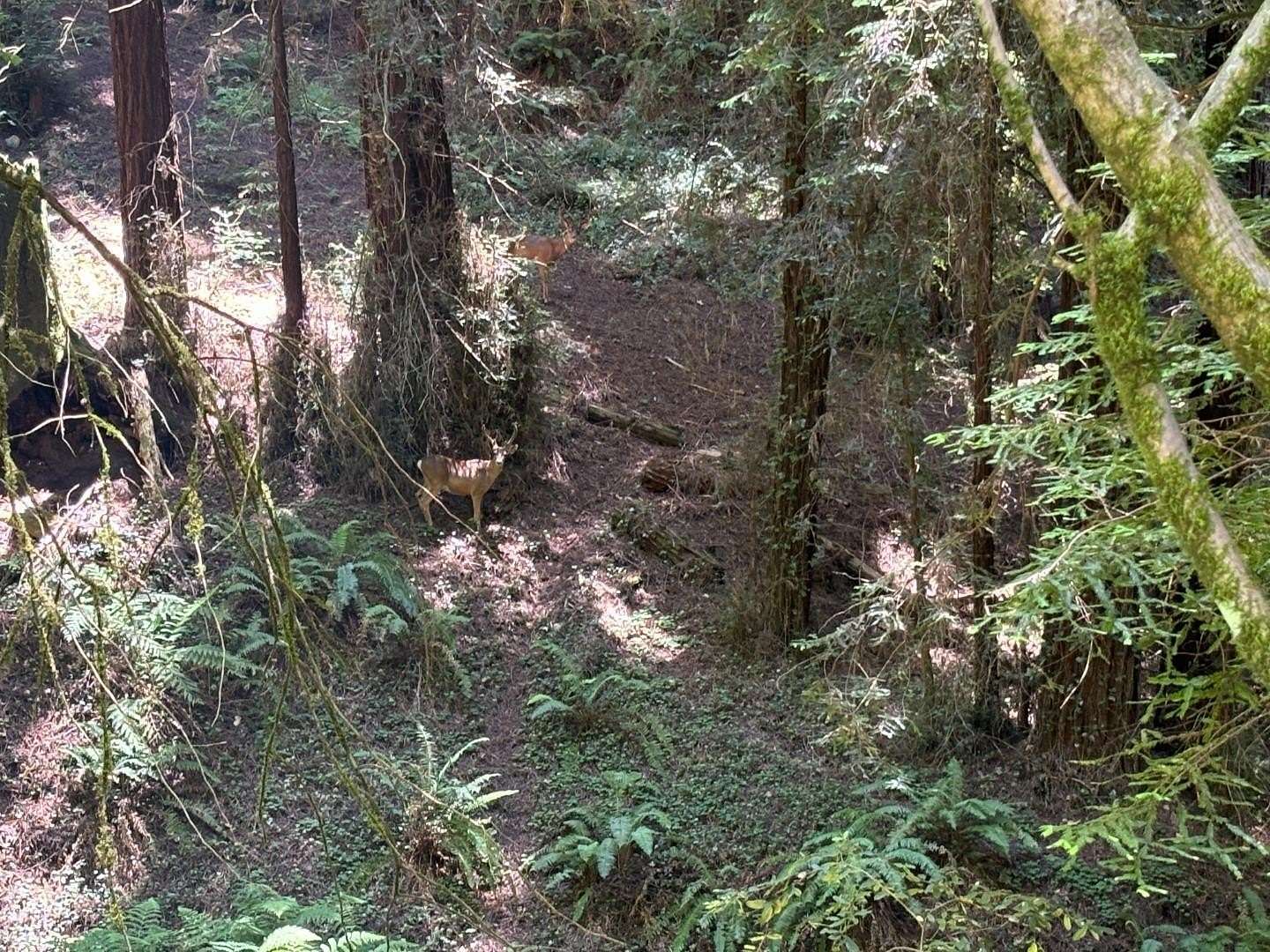 Residential Land for Sale in Corralitos, California