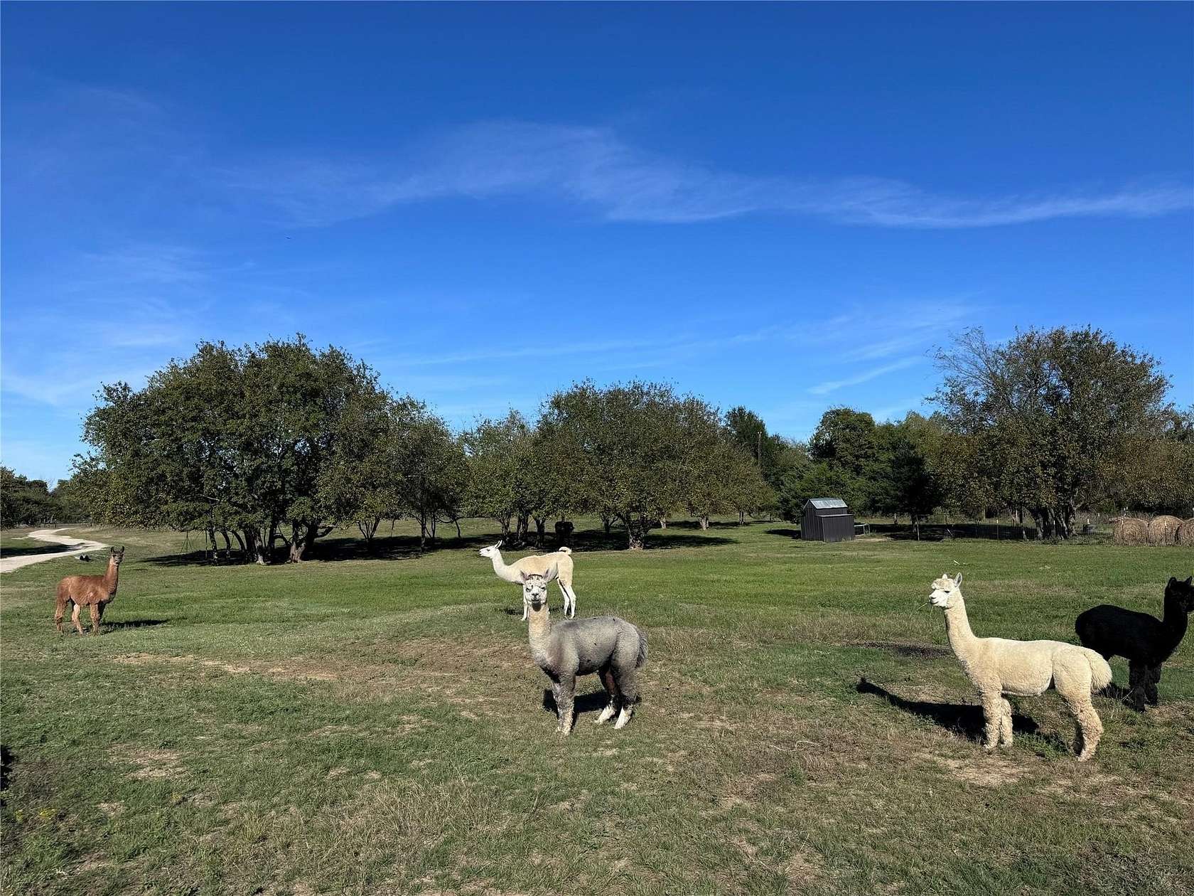 40 Acres of Land for Sale in Campbell, Texas