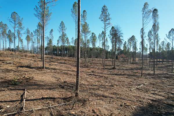 16 Acres of Recreational Land for Sale in Cypress Inn, Tennessee