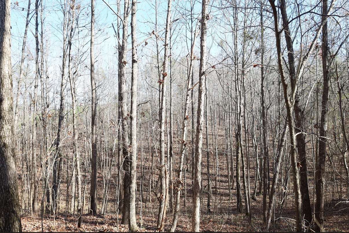 64 Acres of Recreational Land for Sale in Kennedy, Alabama