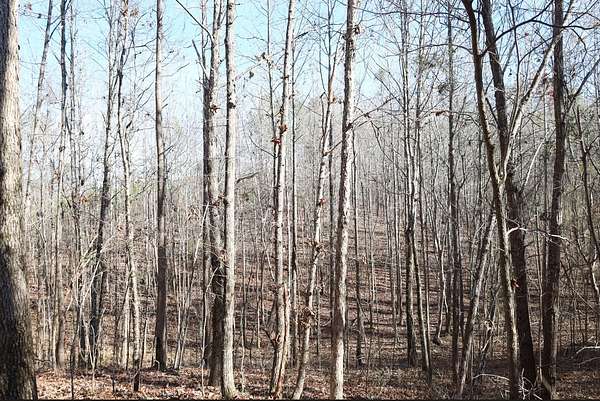 64 Acres of Recreational Land for Sale in Kennedy, Alabama