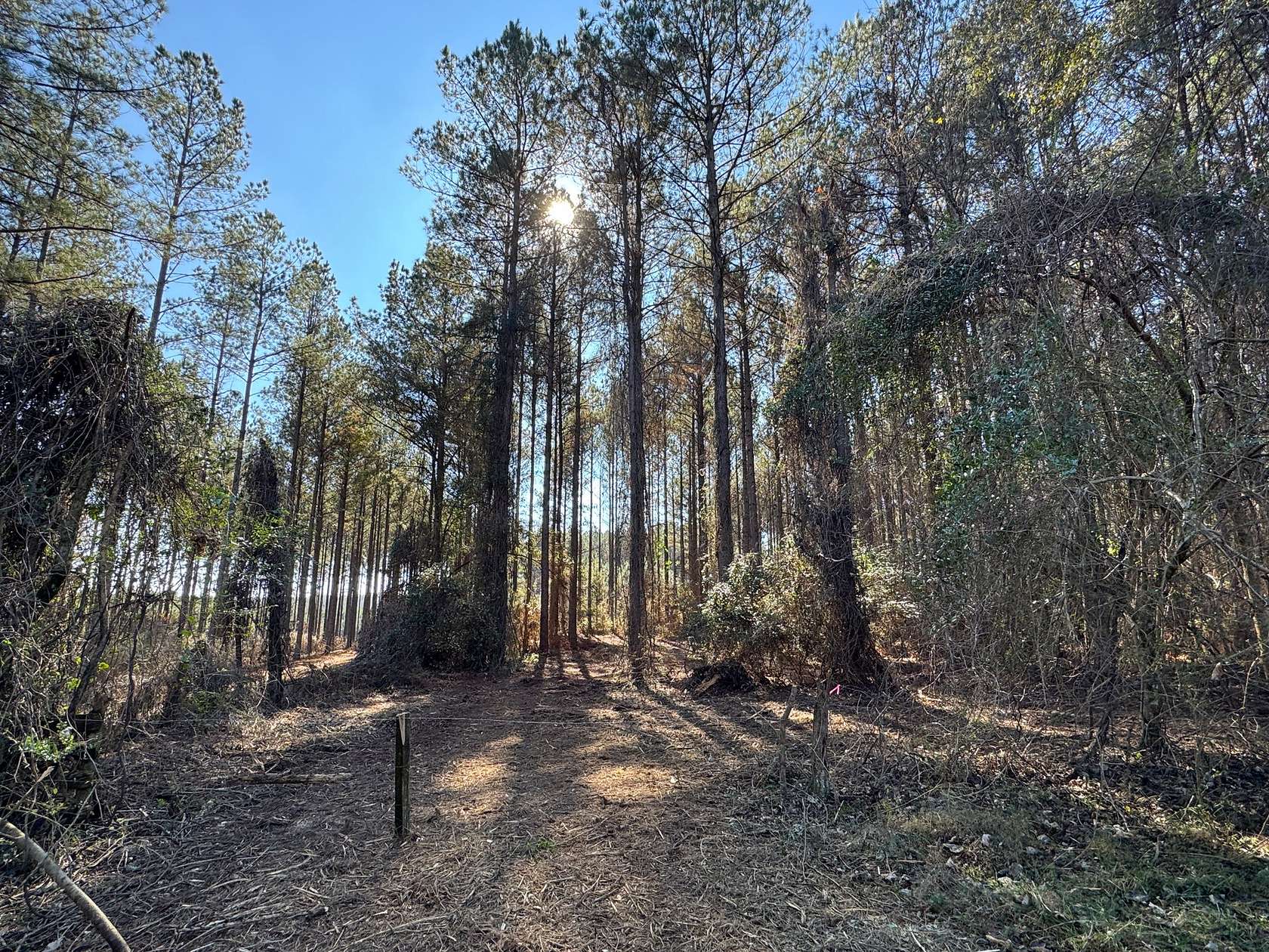 120 Acres of Recreational Land for Sale in La Fayette, Alabama