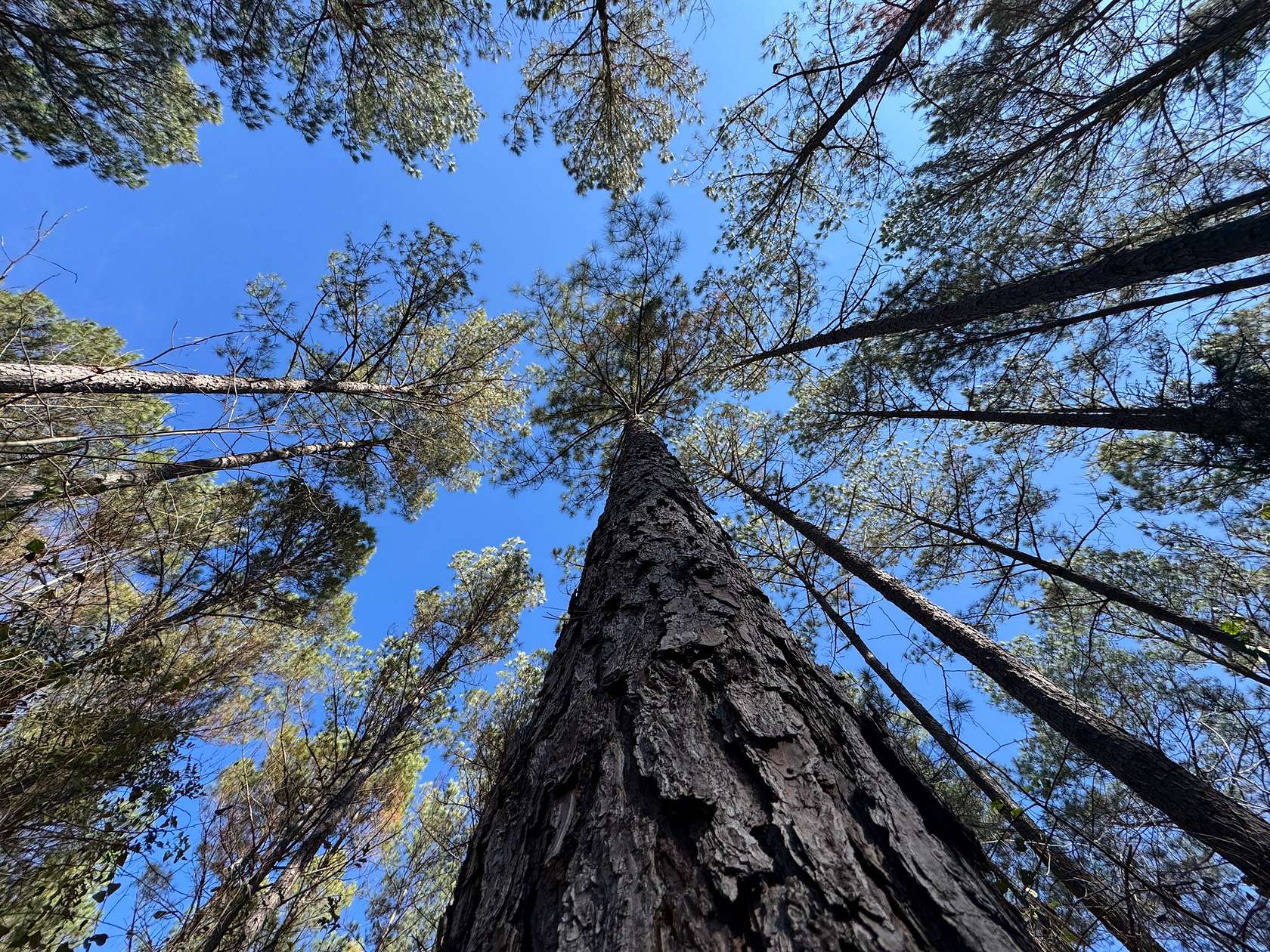 120 Acres of Recreational Land for Sale in La Fayette, Alabama