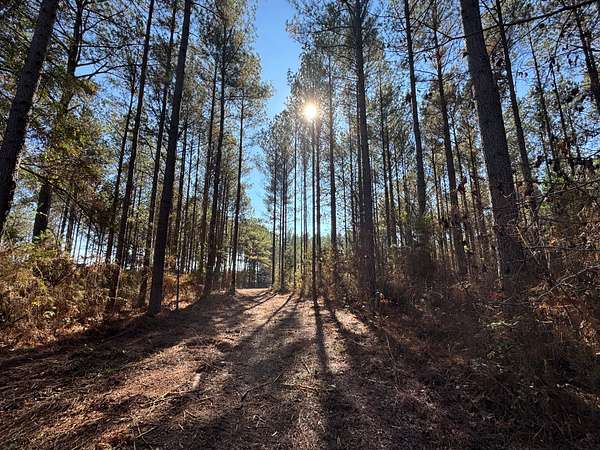120 Acres of Recreational Land for Sale in La Fayette, Alabama