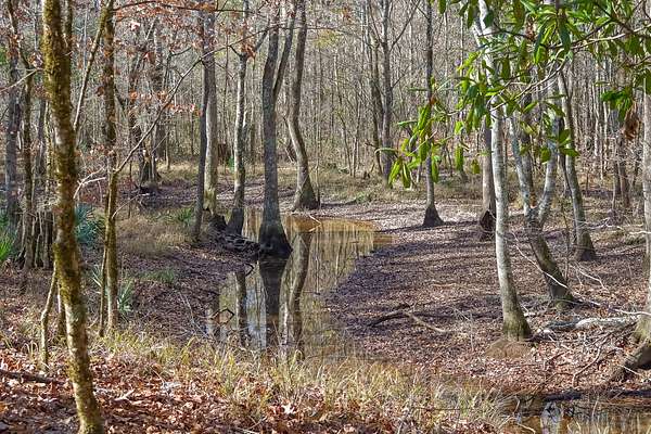 219 Acres of Land for Sale in Cochran, Georgia