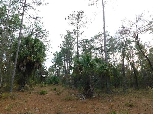 5 Acres of Land for Sale in Morriston, Florida