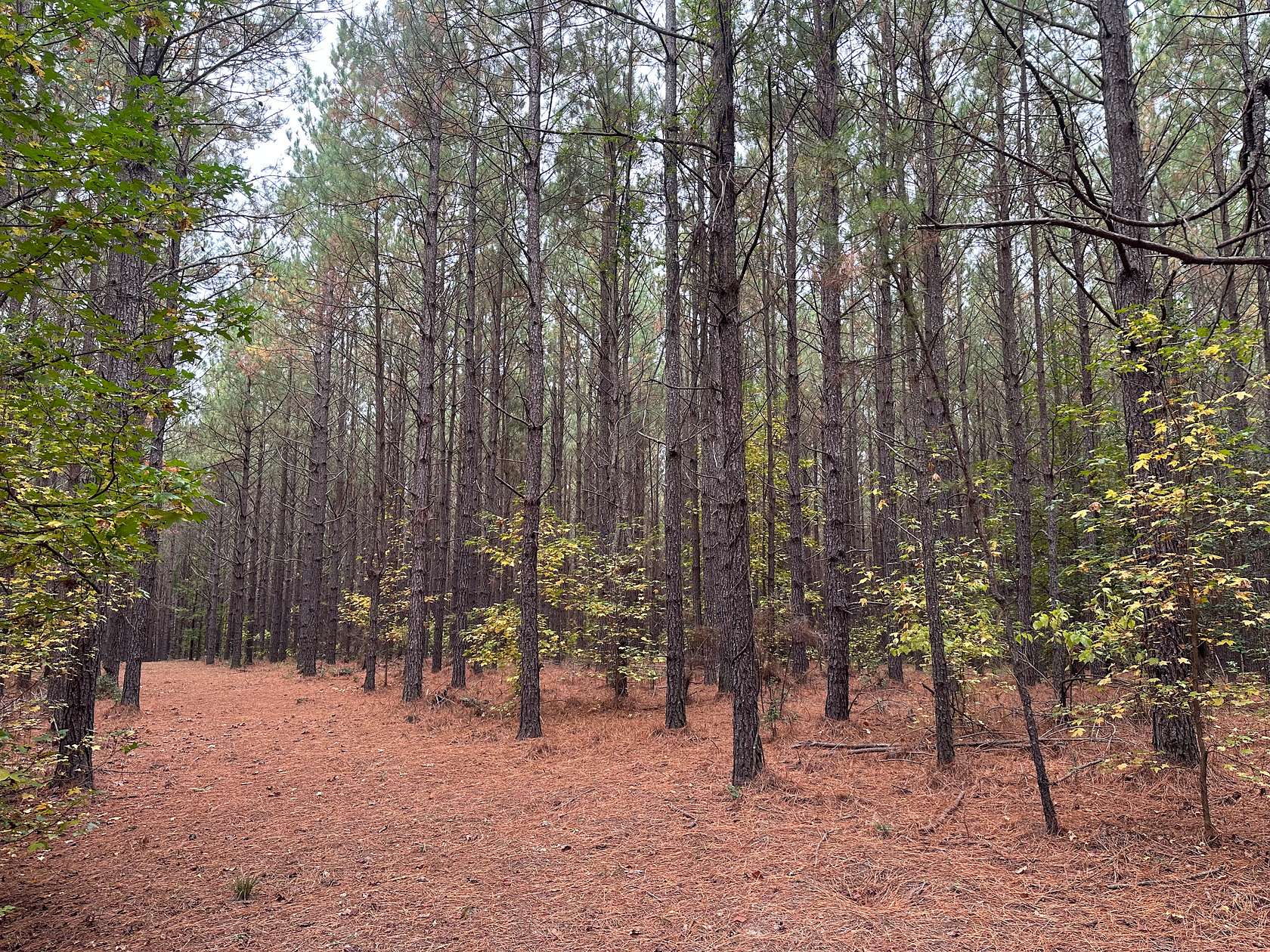 120 Acres of Recreational Land & Farm for Auction in Sparkman, Arkansas