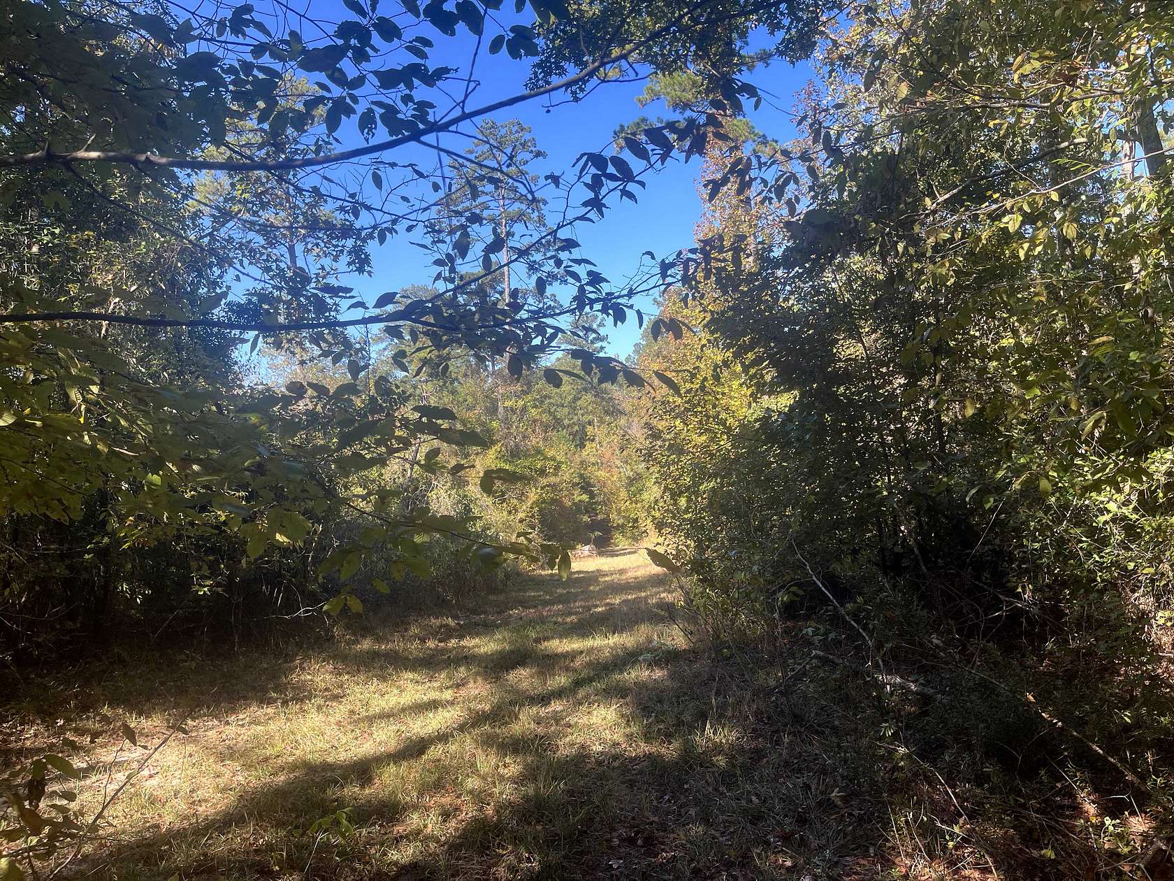 40 Acres of Recreational Land & Farm for Auction in Lawson, Arkansas