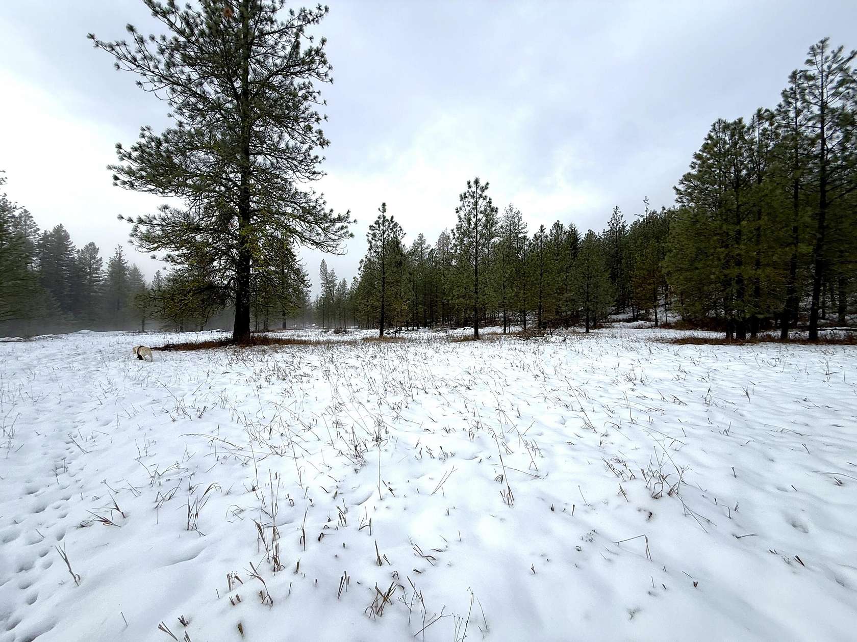 20 Acres of Land for Sale in Malo, Washington