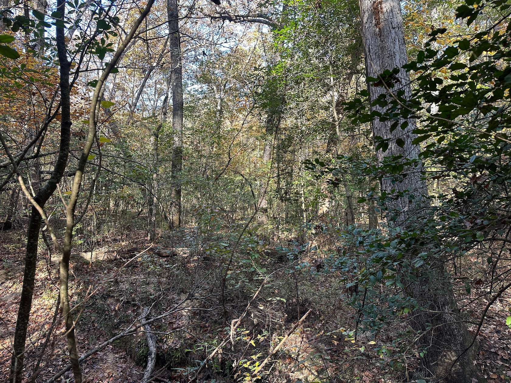 40 Acres of Recreational Land & Farm for Sale in Sardis, Arkansas