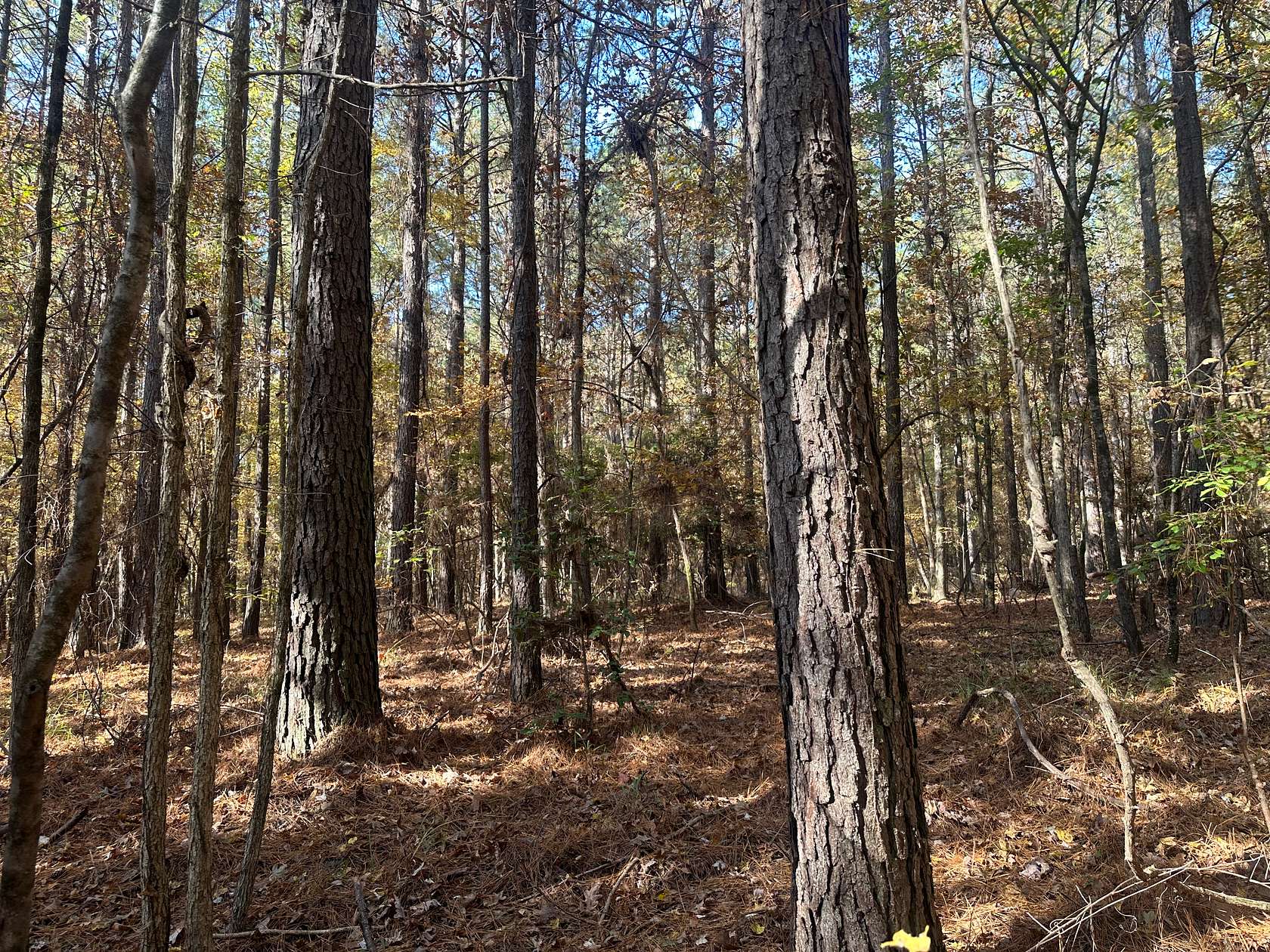 40 Acres of Recreational Land & Farm for Sale in Willisville, Arkansas