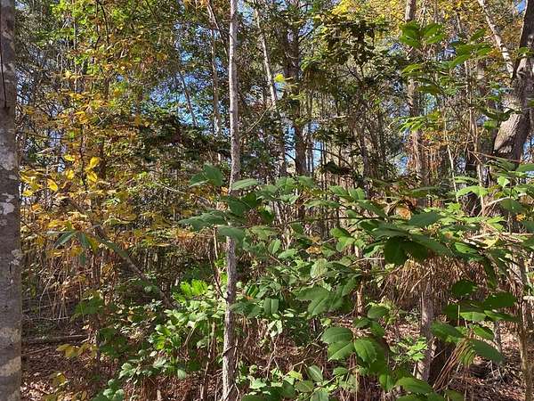 0.14 Acres of Land for Sale in Huntington, Texas