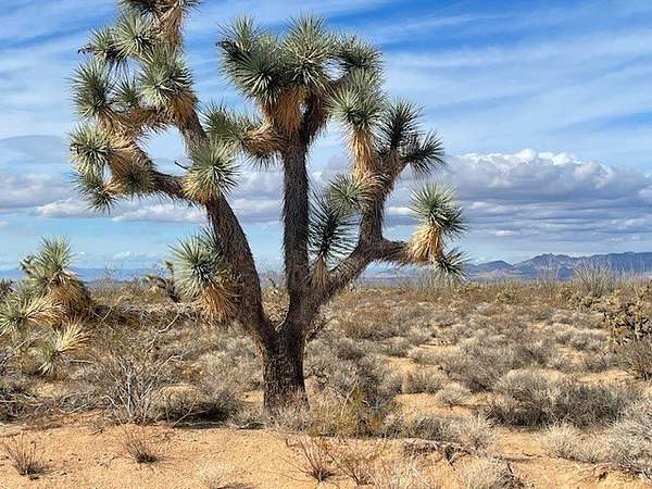 40 Acres of Recreational Land for Sale in Yucca, Arizona