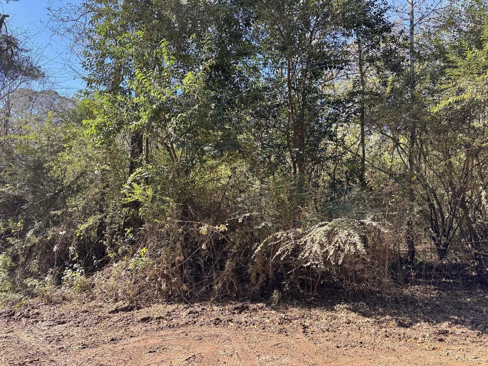 22 Acres of Land for Sale in Elba, Alabama