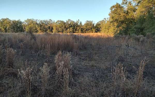 16.7 Acres of Land for Sale in Live Oak, Florida