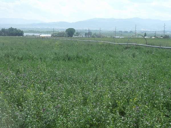 30 Acres of Land for Sale in Helena, Montana