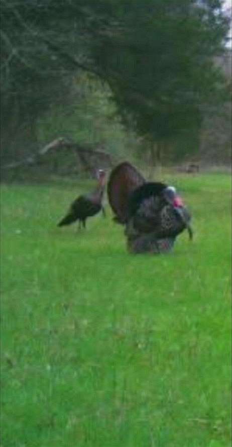 54.3 Acres of Land for Sale in Summer Shade, Kentucky