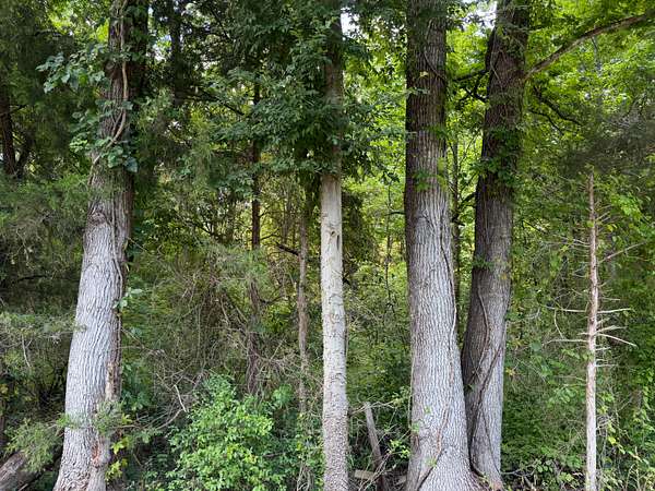 6 Acres of Agricultural Land for Sale in Selmer, Tennessee