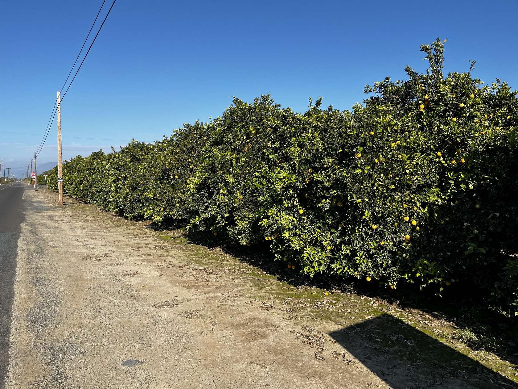 25.3 Acres of Land for Sale in Woodlake, California