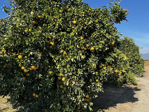 26.2 Acres of Agricultural Land for Sale in Woodlake, California