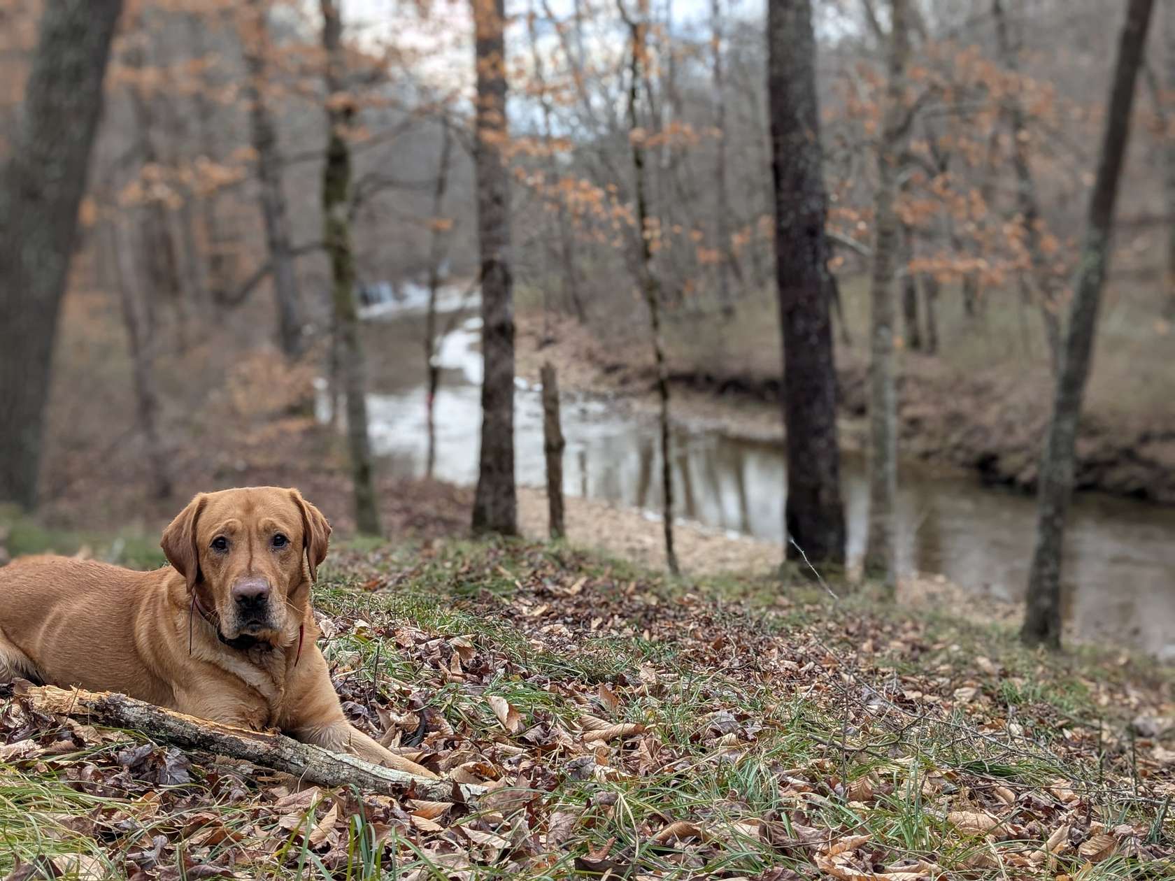 19 Acres of Land for Sale in Lawrenceburg, Tennessee