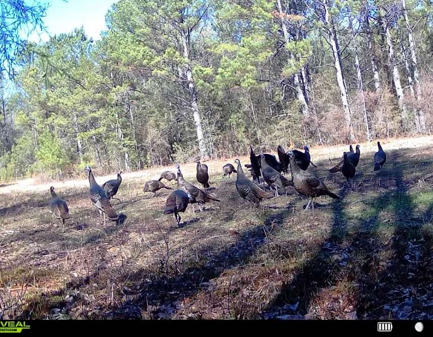 261 Acres of Recreational & Residential Land for Sale in Tuskegee, Alabama
