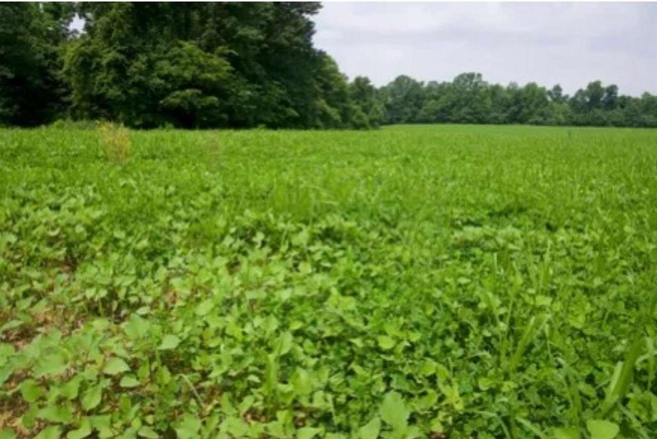 183 Acres of Recreational Land & Farm for Sale in Horse Branch, Kentucky