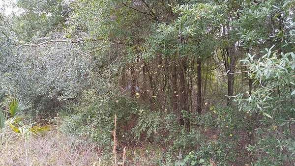 3.26 Acres of Land for Sale in Land O' Lakes, Florida