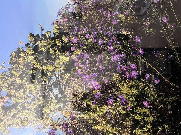 1 Acre of Land for Sale in Rio Rancho, New Mexico