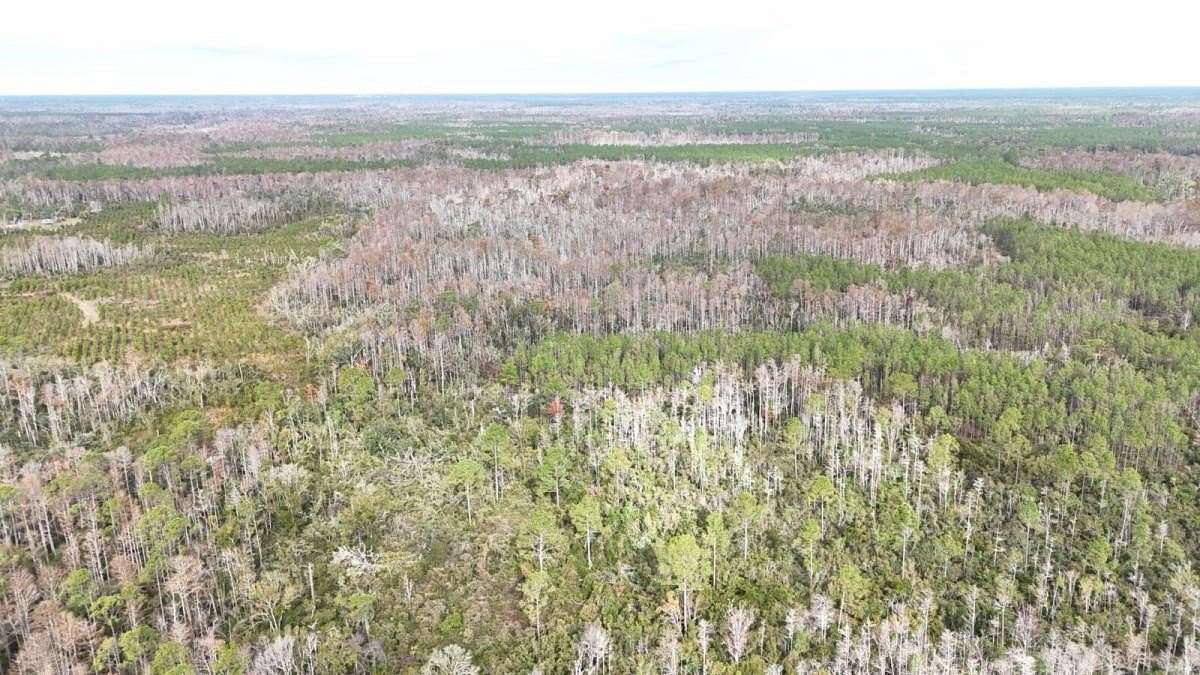 40 Acres of Land for Sale in Perry, Florida