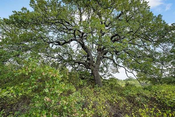 15 Acres of Land for Sale in Perrin, Texas