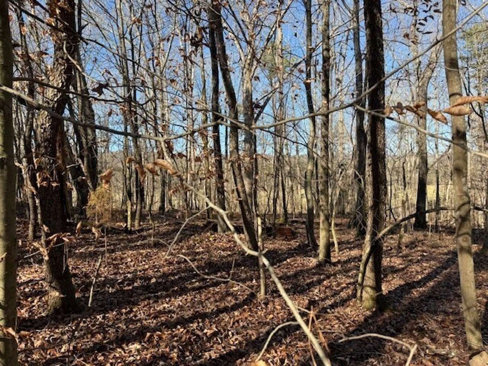 5 Acres of Recreational Land for Sale in Valley Head, Alabama