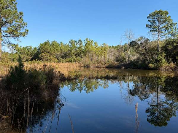 35 Acres of Recreational Land for Sale in Blackshear, Georgia