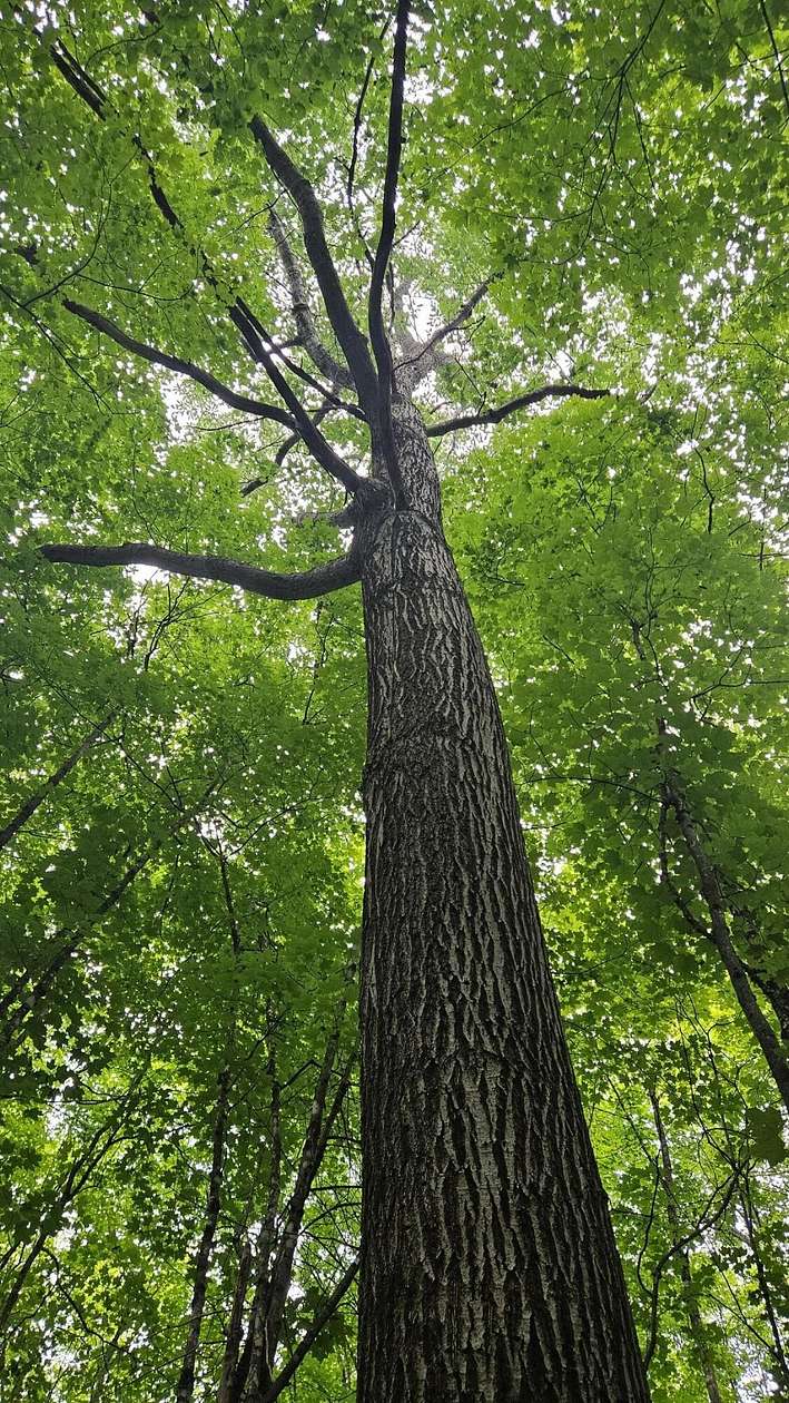 1 Acre of Land for Sale in Watersmeet, Michigan