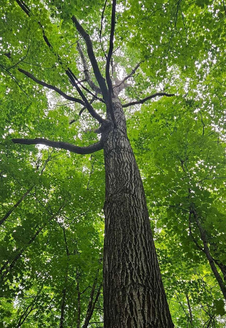 1 Acre of Land for Sale in Watersmeet, Michigan
