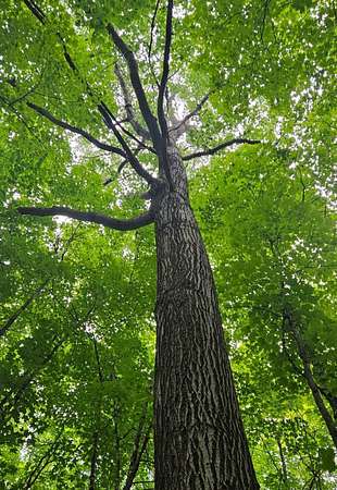 1 Acre of Land for Sale in Watersmeet, Michigan