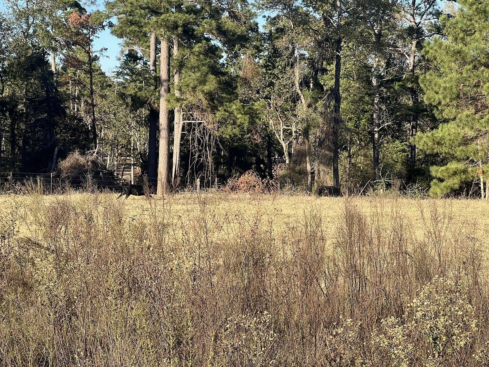 10 Acres of Land for Sale in Centerville, Texas