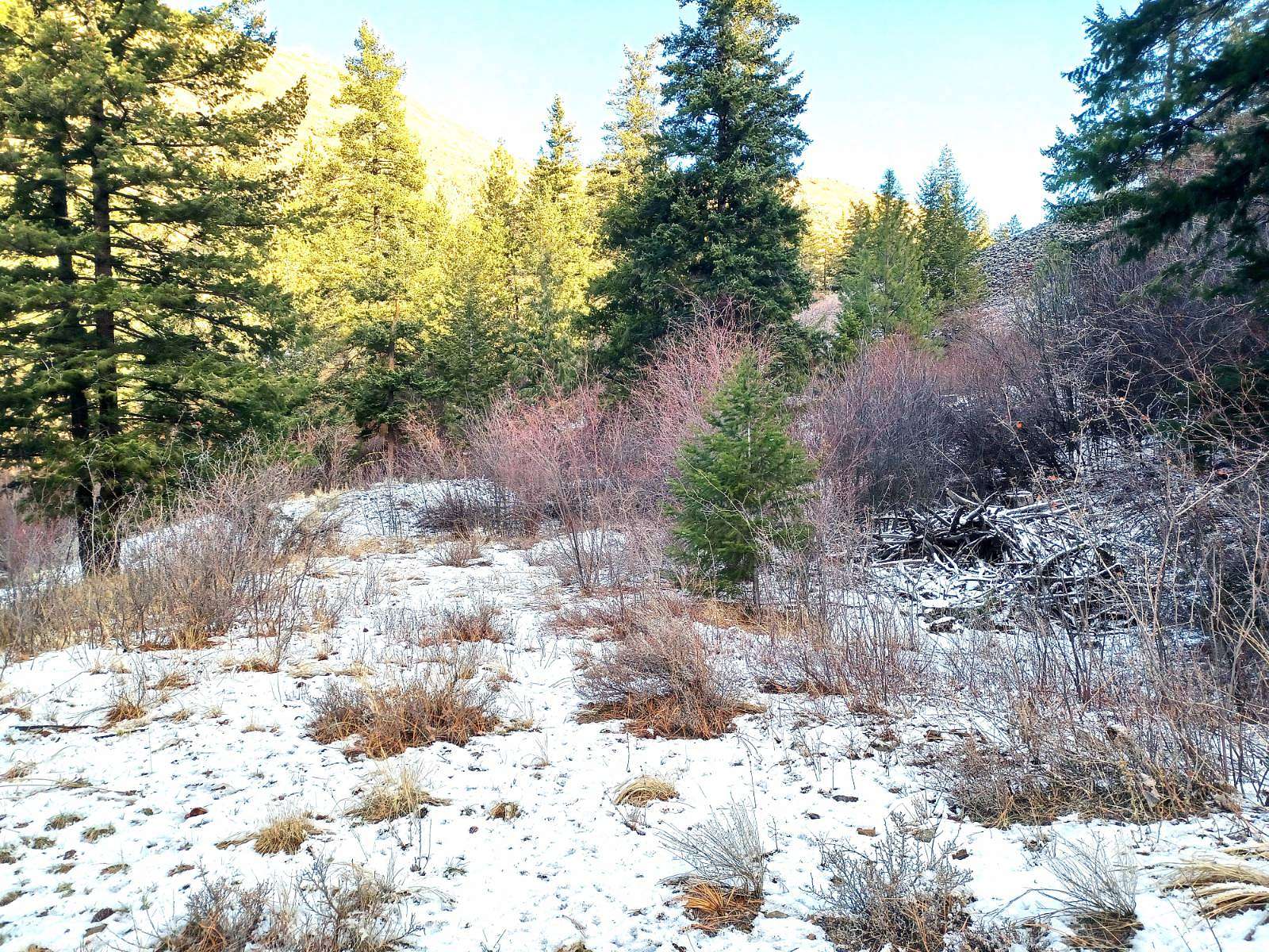 49 Acres of Recreational Land for Sale in Waterville, Washington